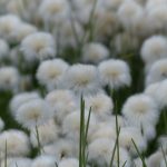 scheuchzers cottongrass, eriophorum scheuchzeri, sourgrass-175398.jpg